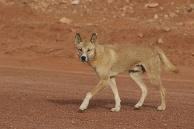 The human-initiated model of wolf domestication – An expansion based on human-dingo relations in Aboriginal Australia